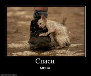 форекс дилеры